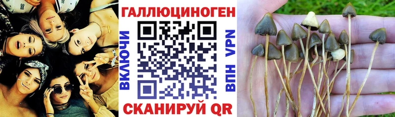 Галлюциногенные грибы Psilocybine cubensis  закладка  Красноармейск 